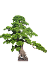 داری بۆنسای