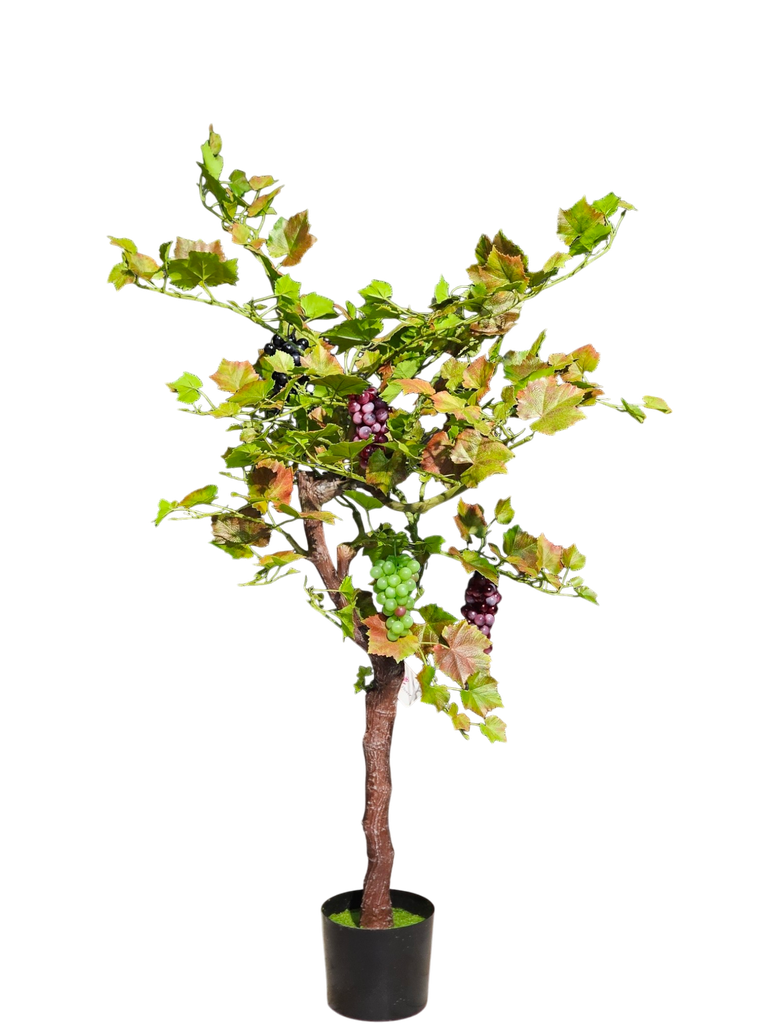 داری مێو 170 سانتیم