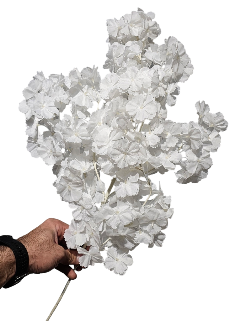 تاکی کلکە ریوێ سپی