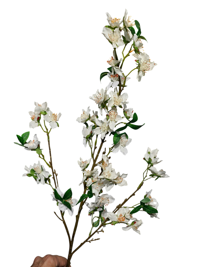 تاکی سپی