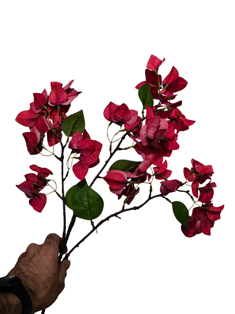 Bougainvillea Red
