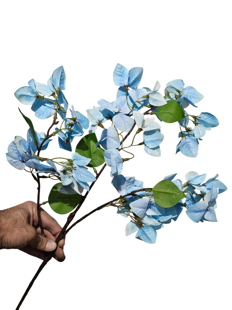 Bougainvillea Blue