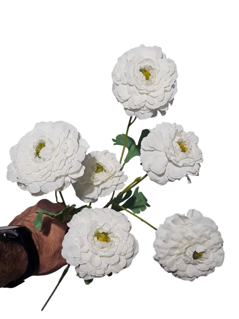 گوڵی سپی