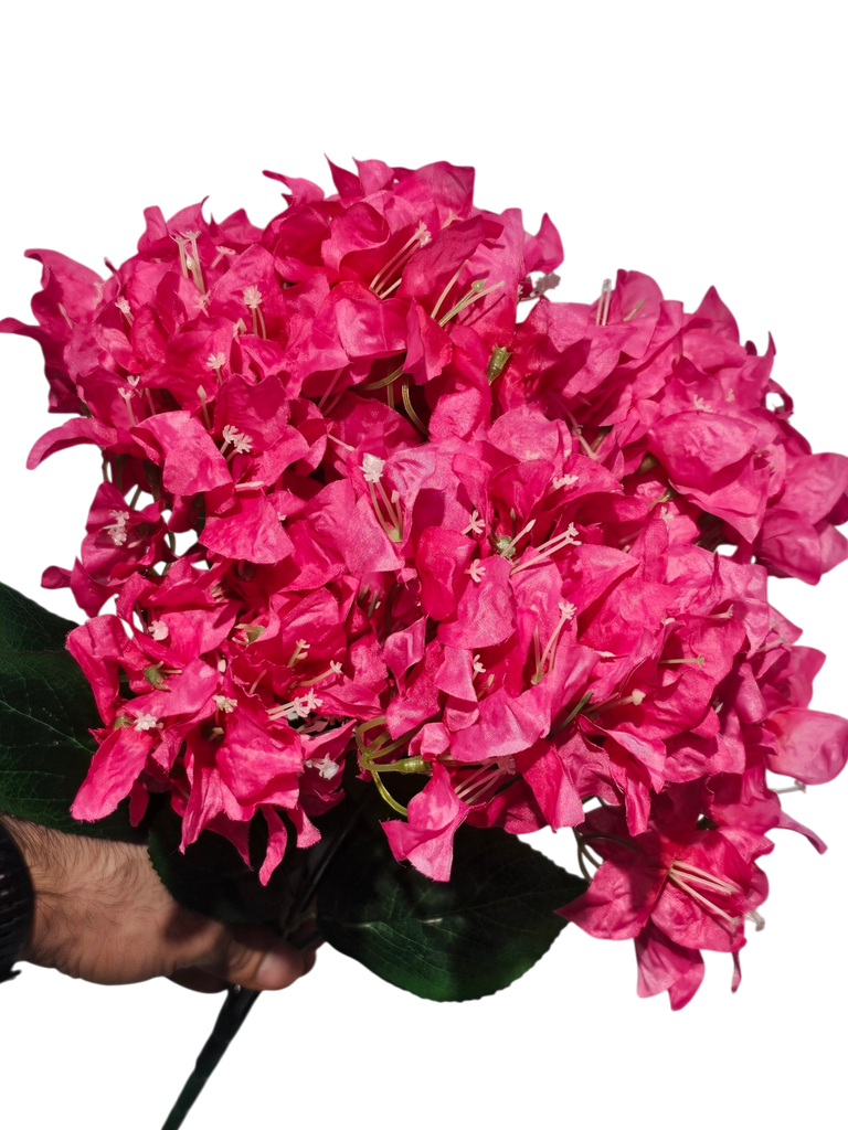 Wine Color Bougainvillea 