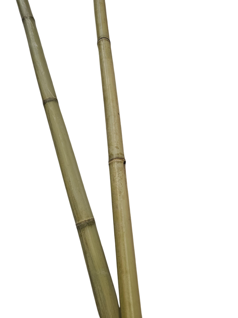 بامبۆ