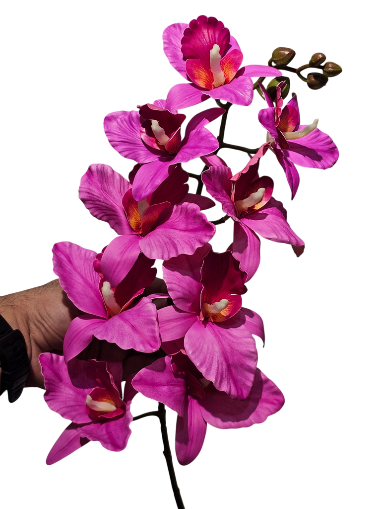 دراگۆن ئۆرید