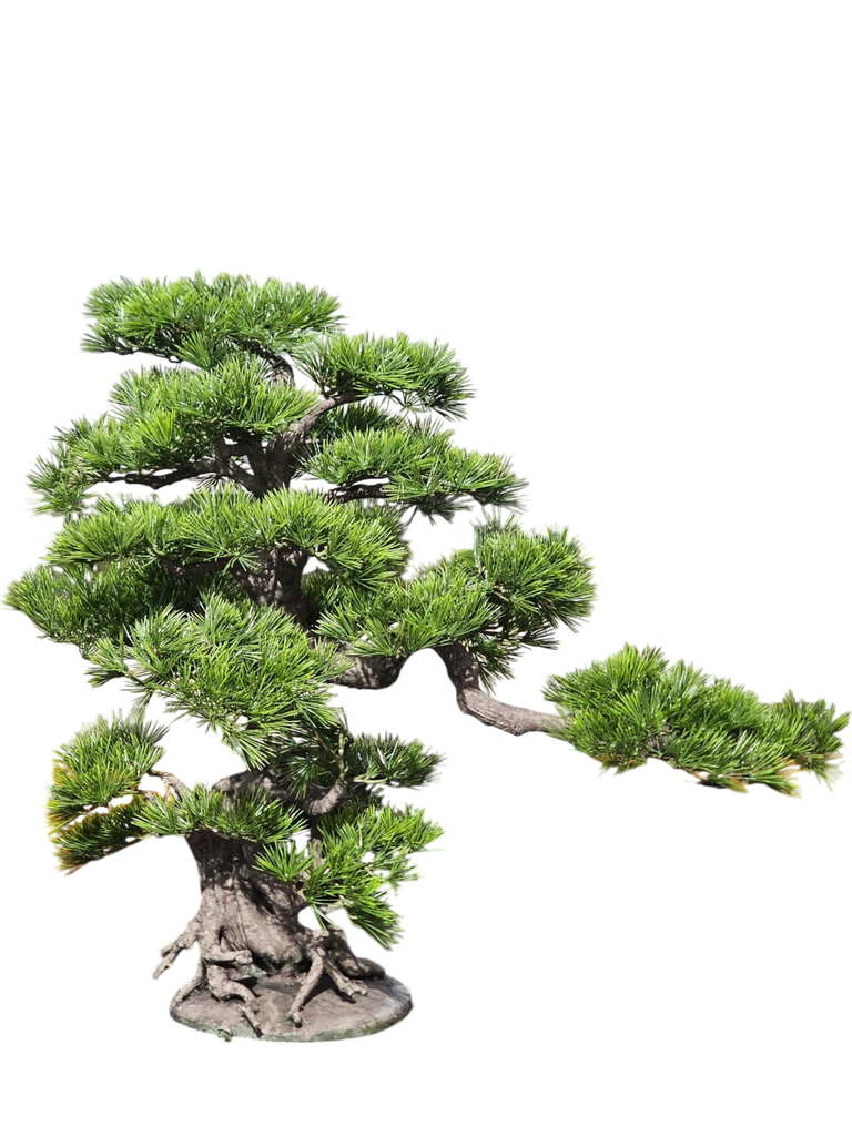 داری بۆنسای