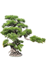 داری بۆنسای