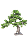 Bonsai tree