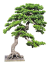 Bonsai tree
