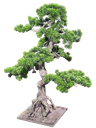 داری بۆنسای
