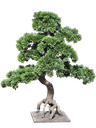 Bonsai tree