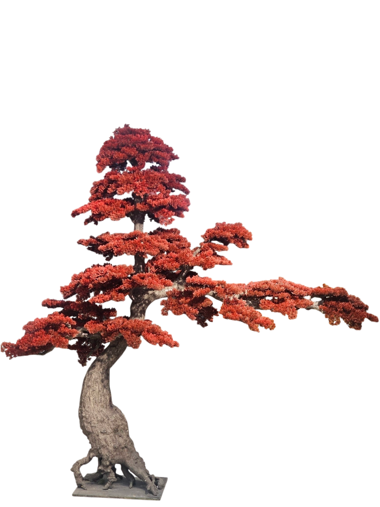 Bonsai tree