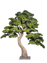 Bonsai tree