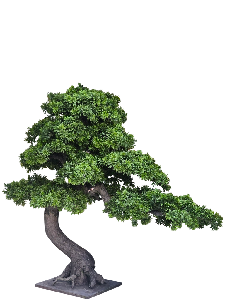 شجرە بۆنسای