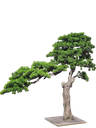 Bonsai tree