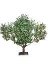 شجرە زەیتون
