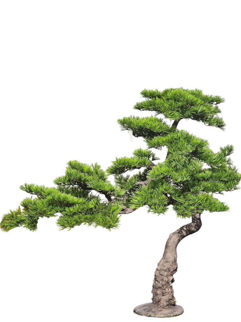 شجرة بونساي