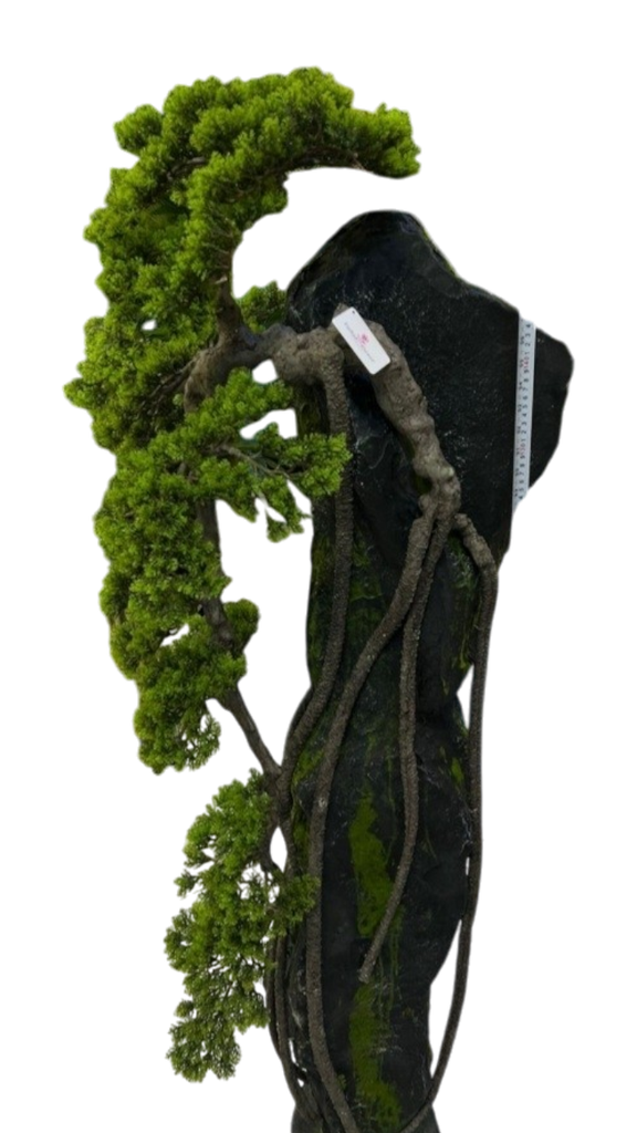 bonsai tree