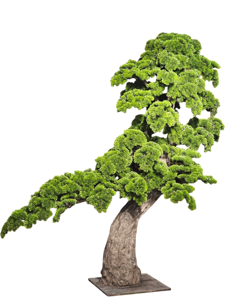 شجرة بونساي