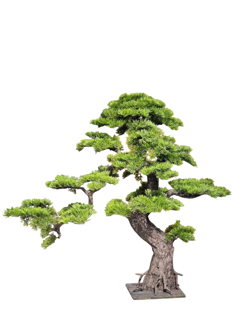 bonsai tree
