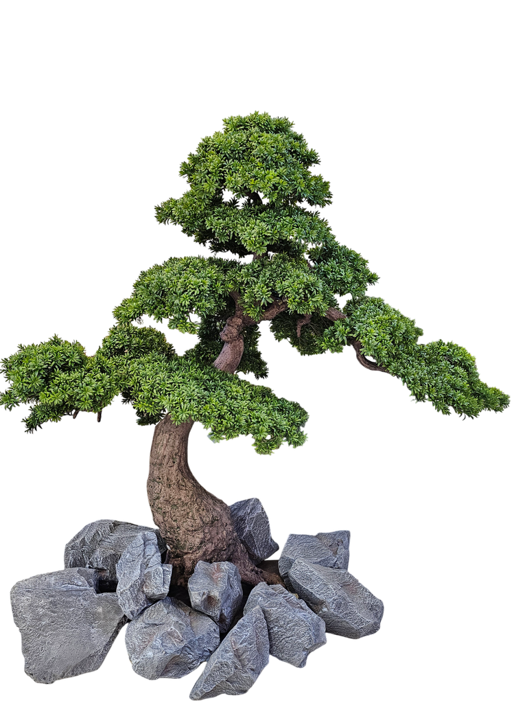 bonsai tree