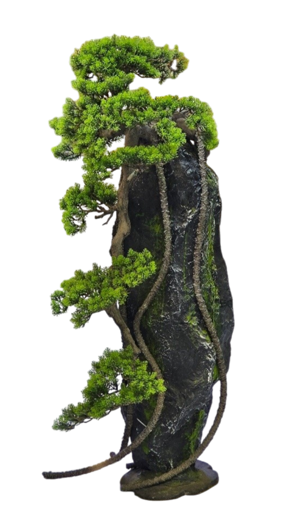 bonsai tree