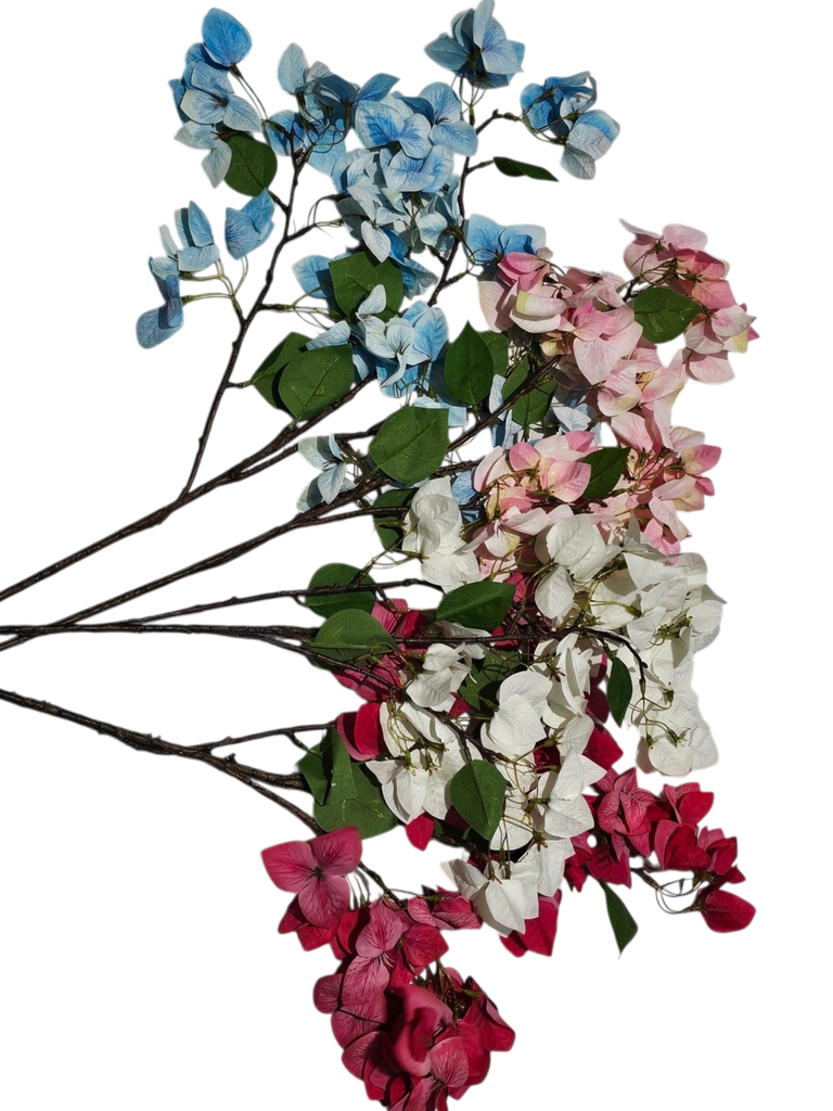 بوغانفيليا