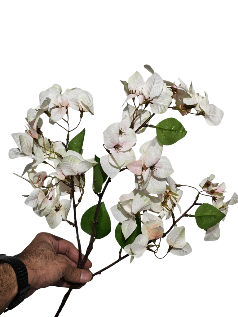 بوگەنڤیلیا