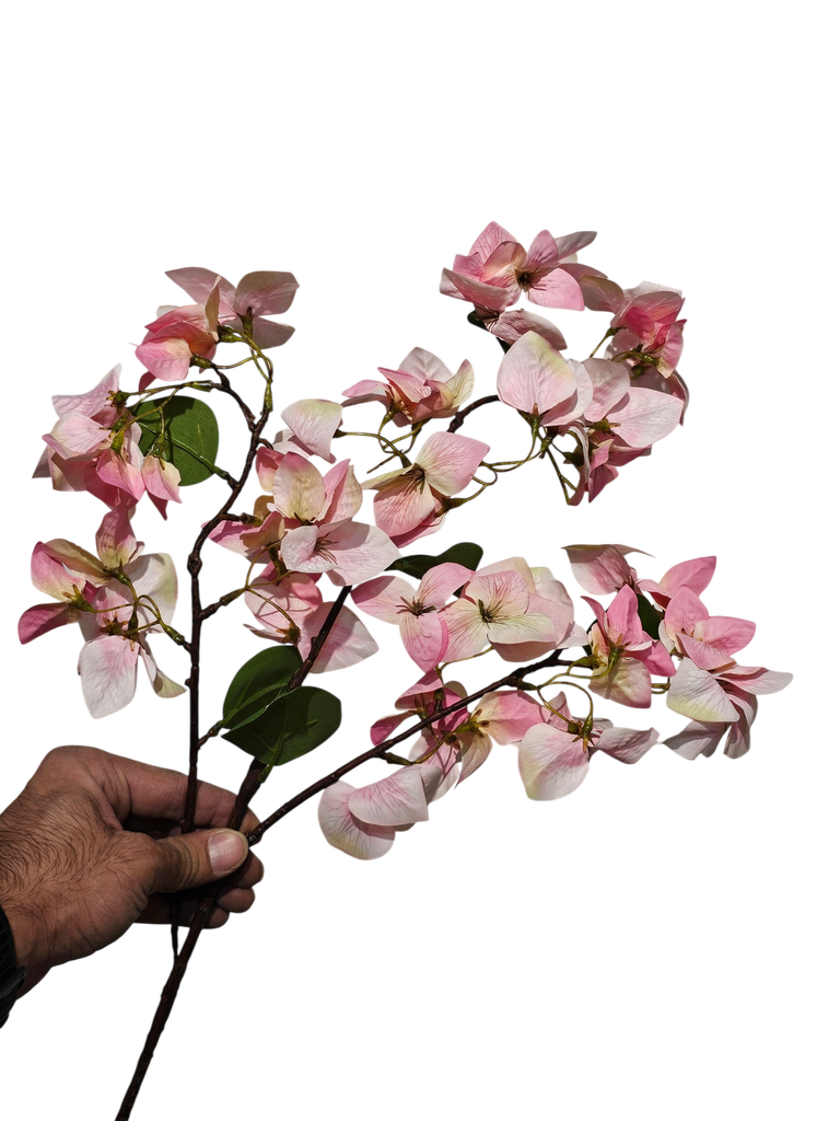 bougainvillea