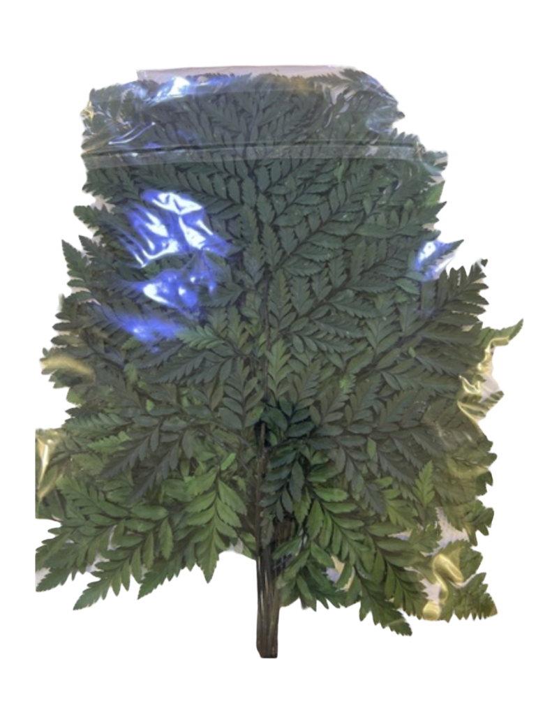 الأوراق الطبيعية