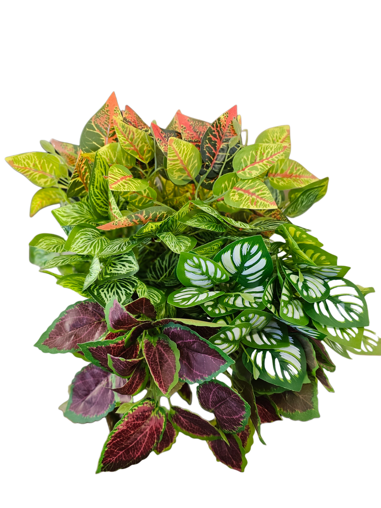 hydra leaves