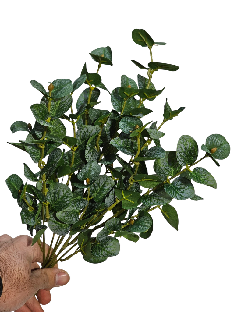 Eucalyptos