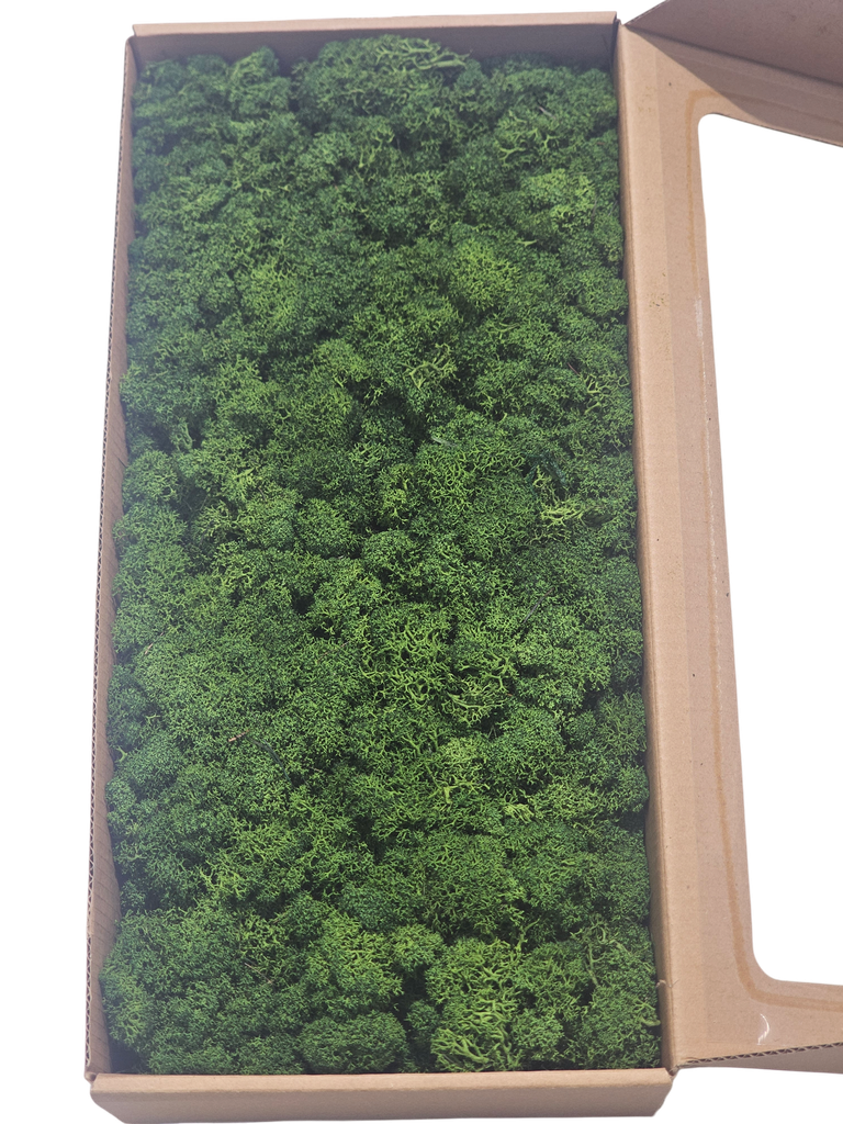 Natural Reindeer Moss