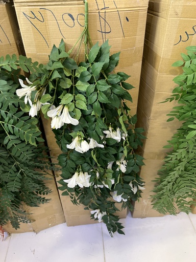 أوراق طويلة