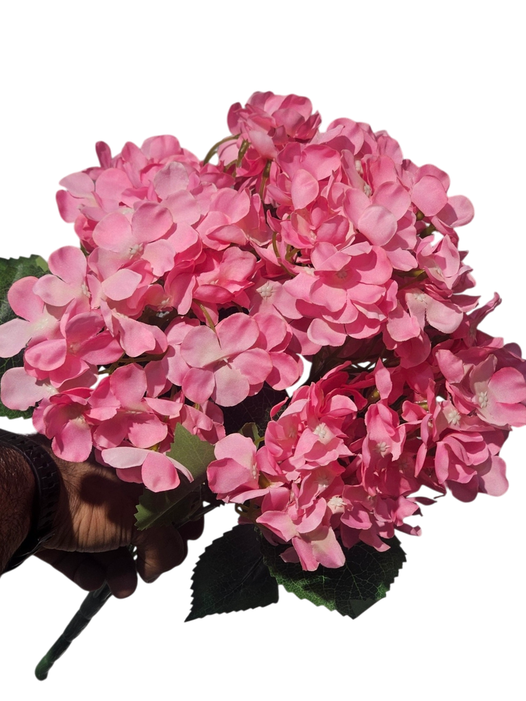 الهيدرانجيا الوردية