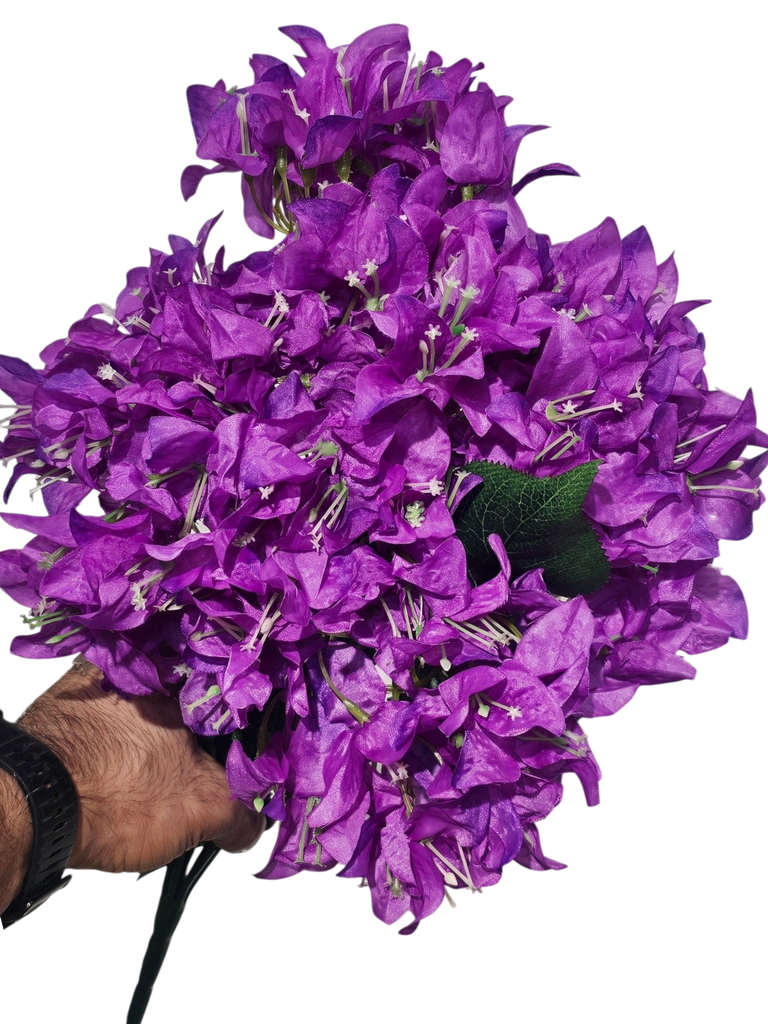 البوجنفيا البنفسجية