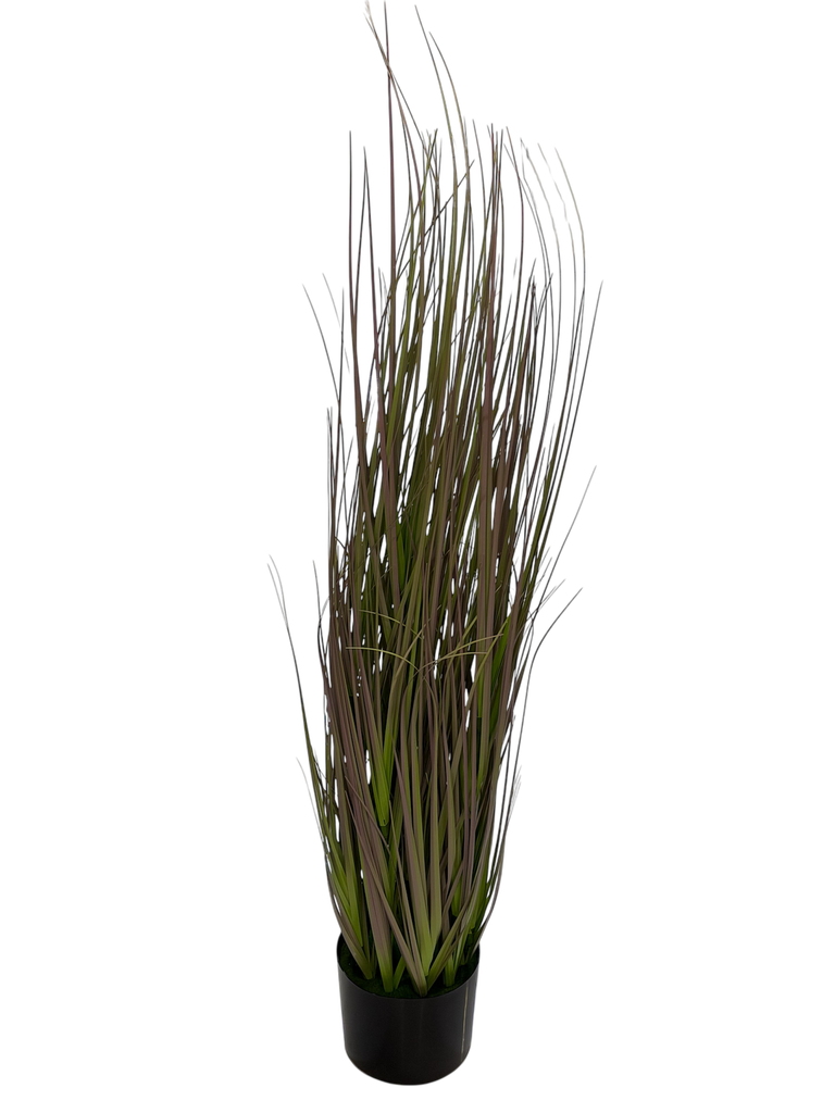 pampas grass