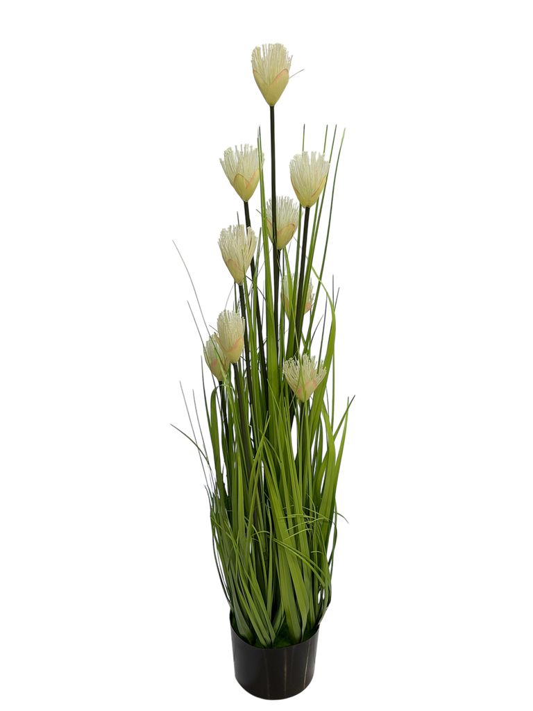 pampas grass