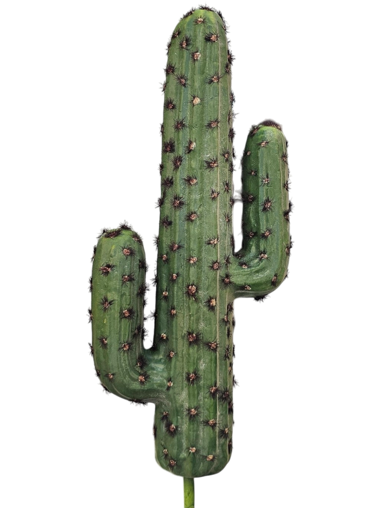 الصبار