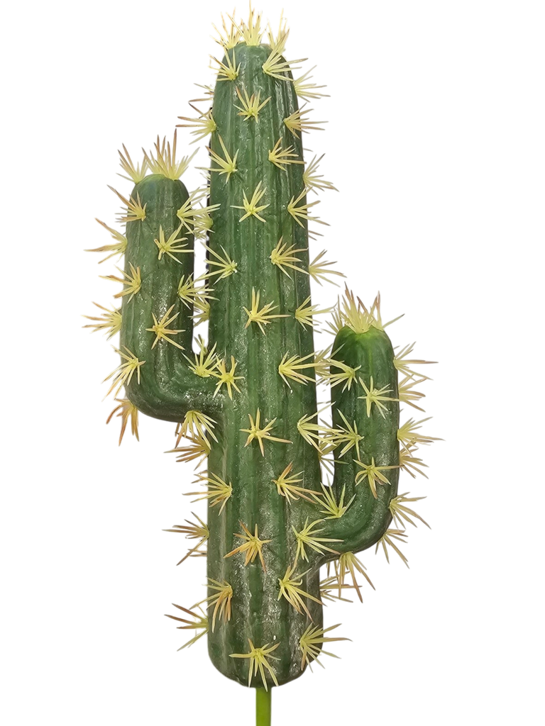 الصبار