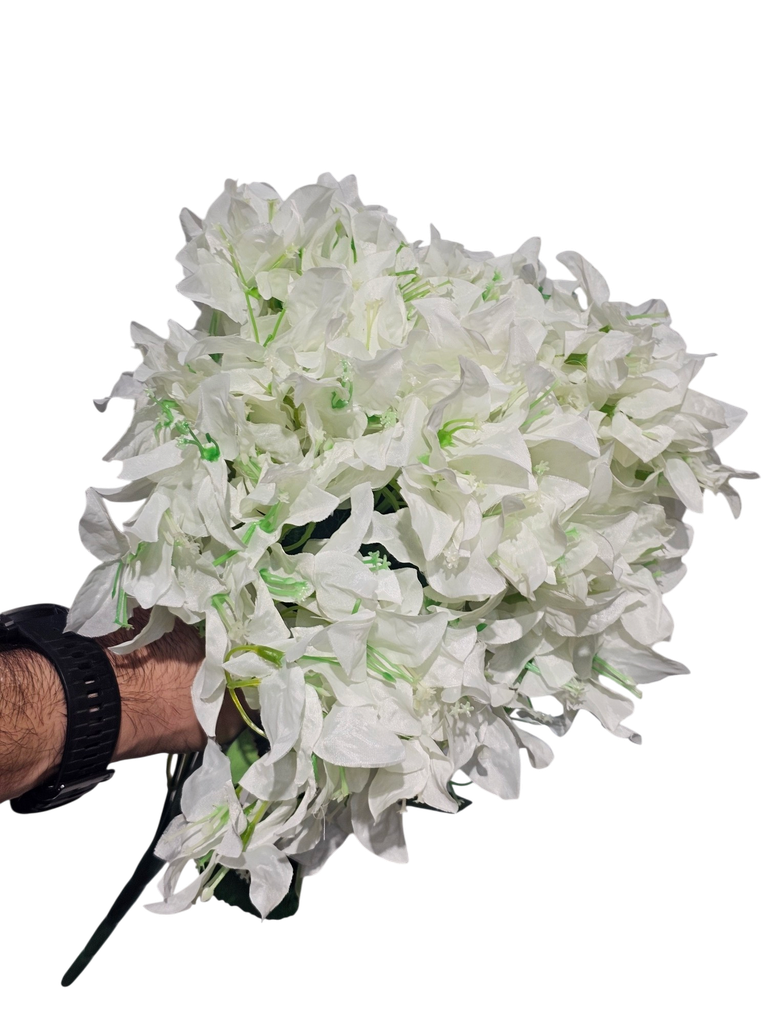 بوگەنڤیلیای سپی