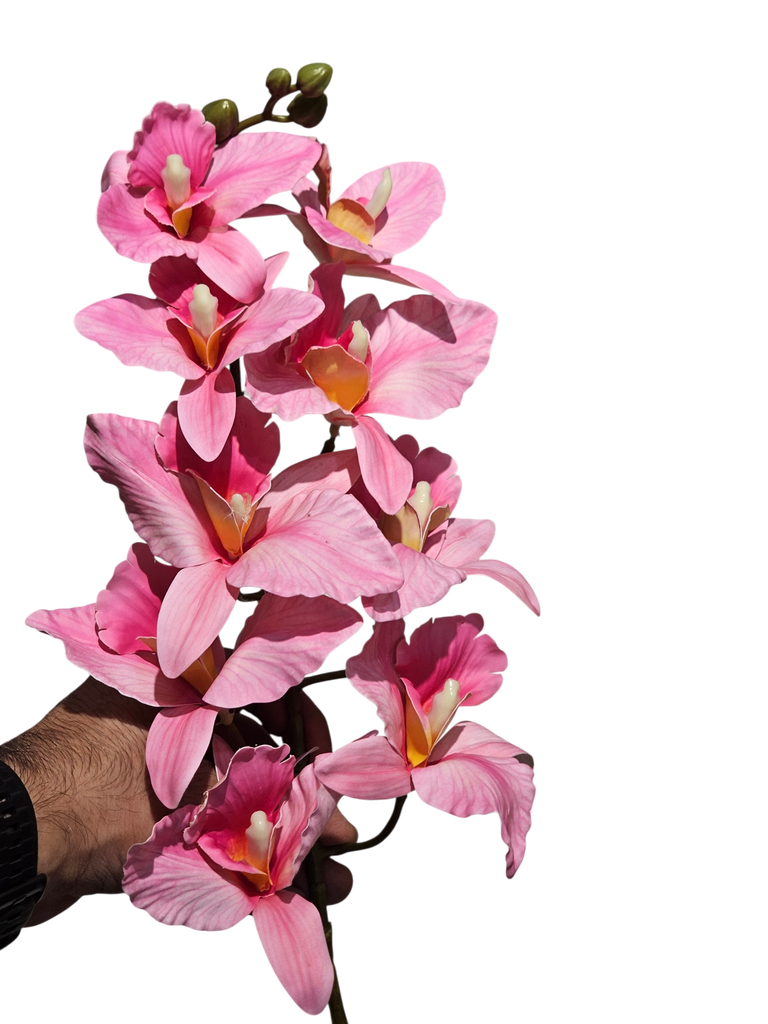 dragon orchid