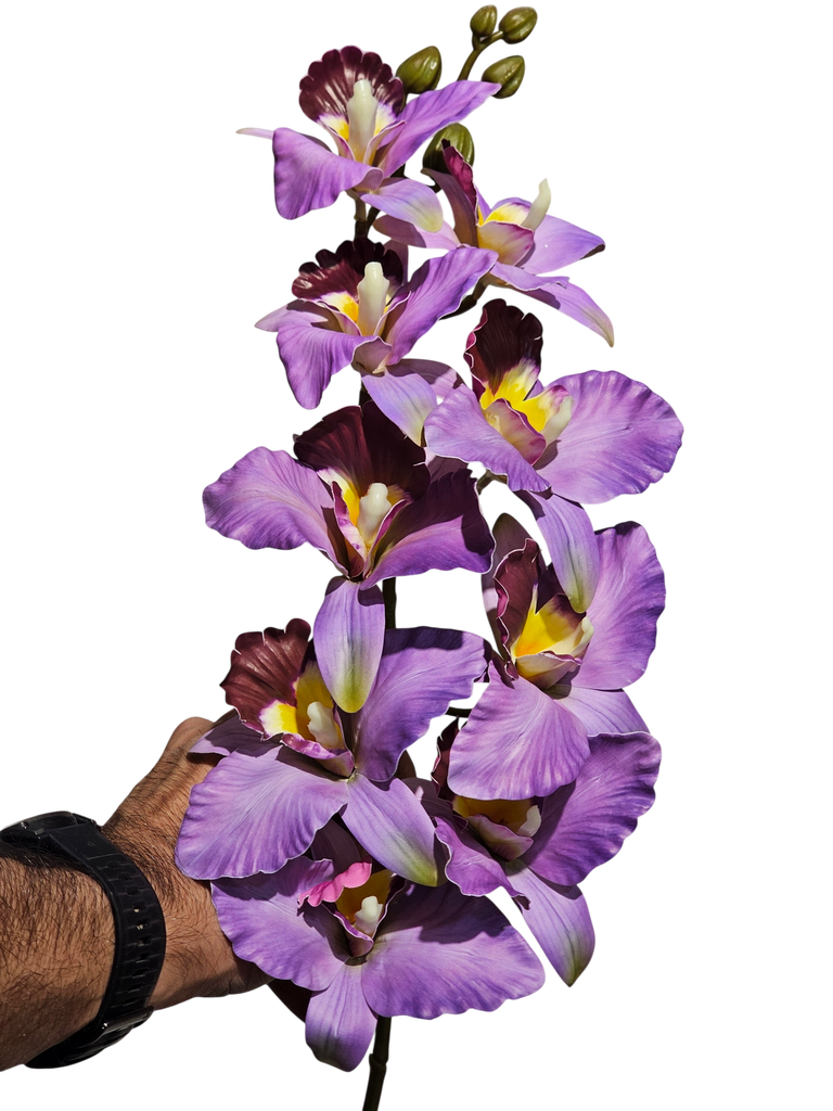 dragon orchid