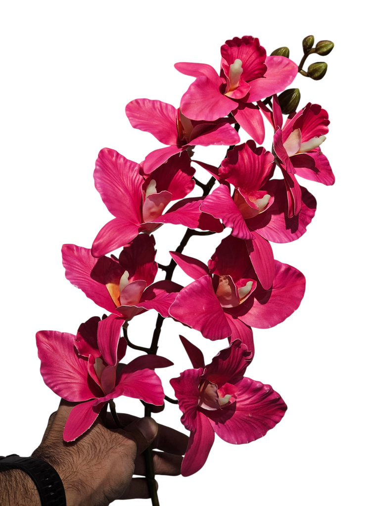 dragon orchid