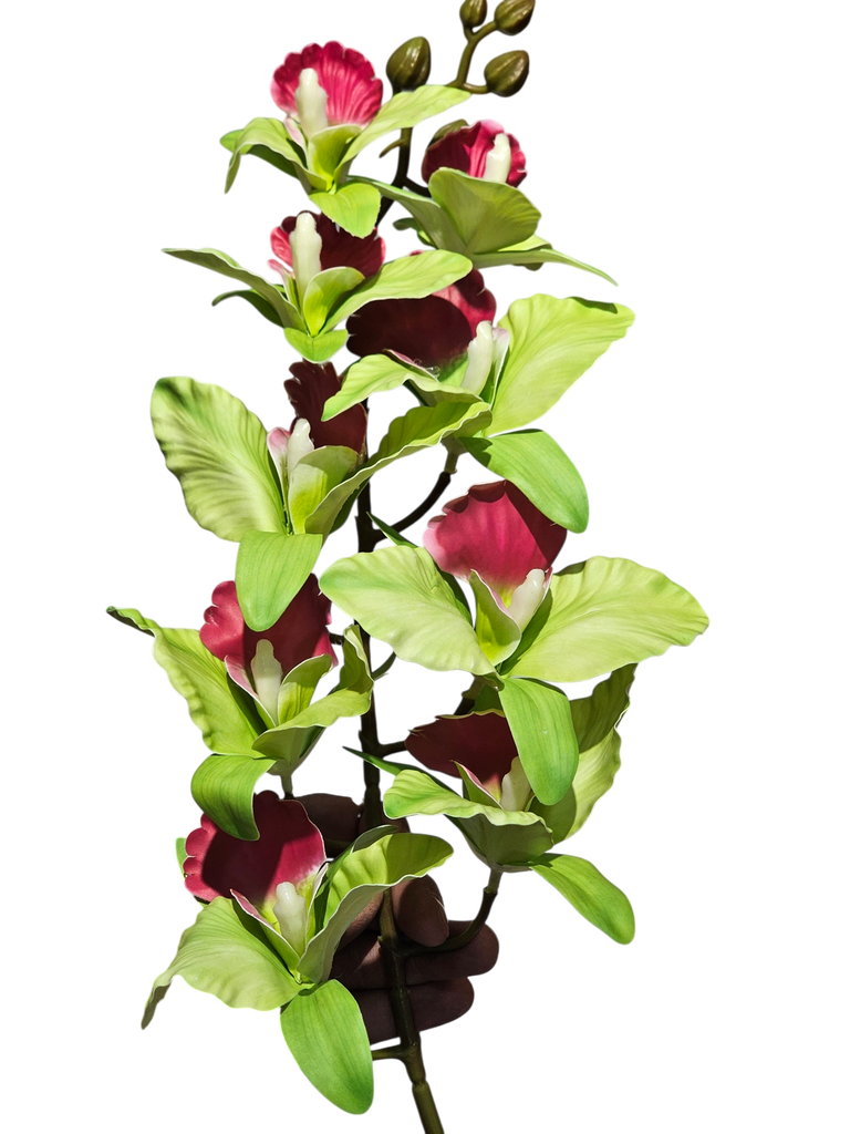 dragon orchid