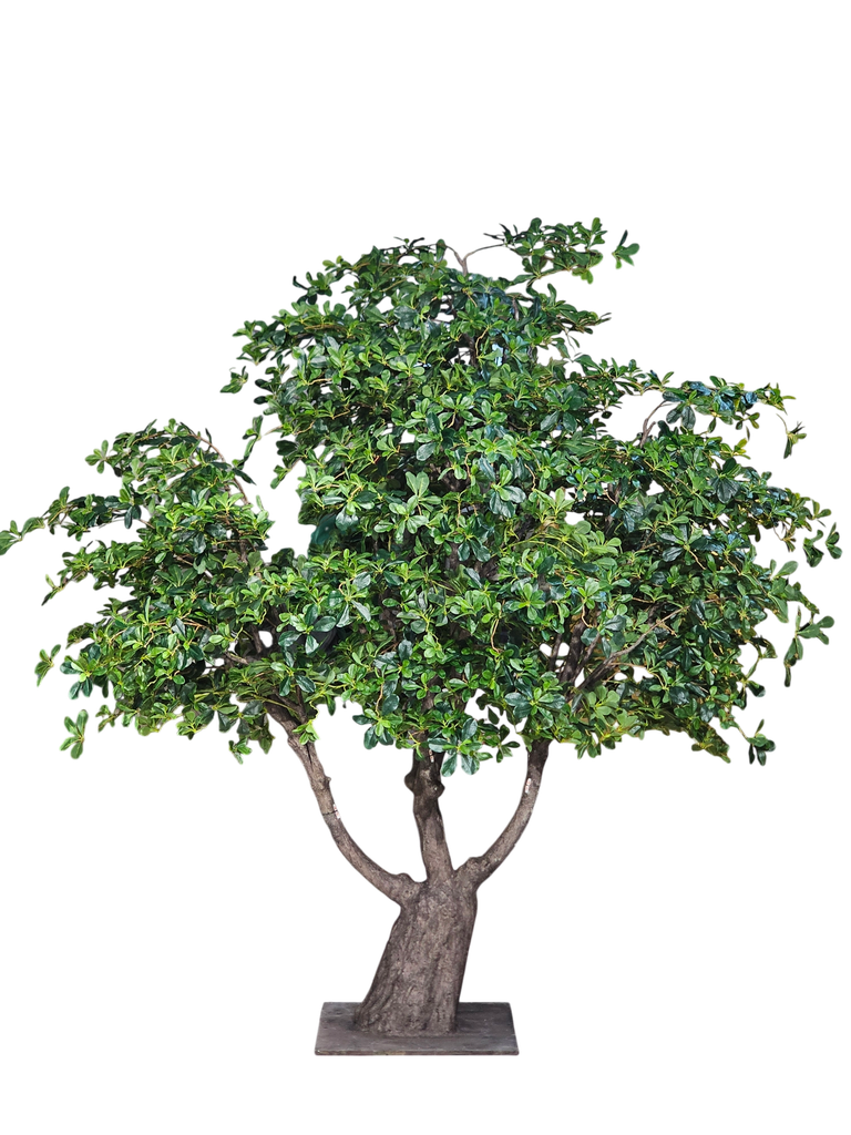 شجرة كبيرة