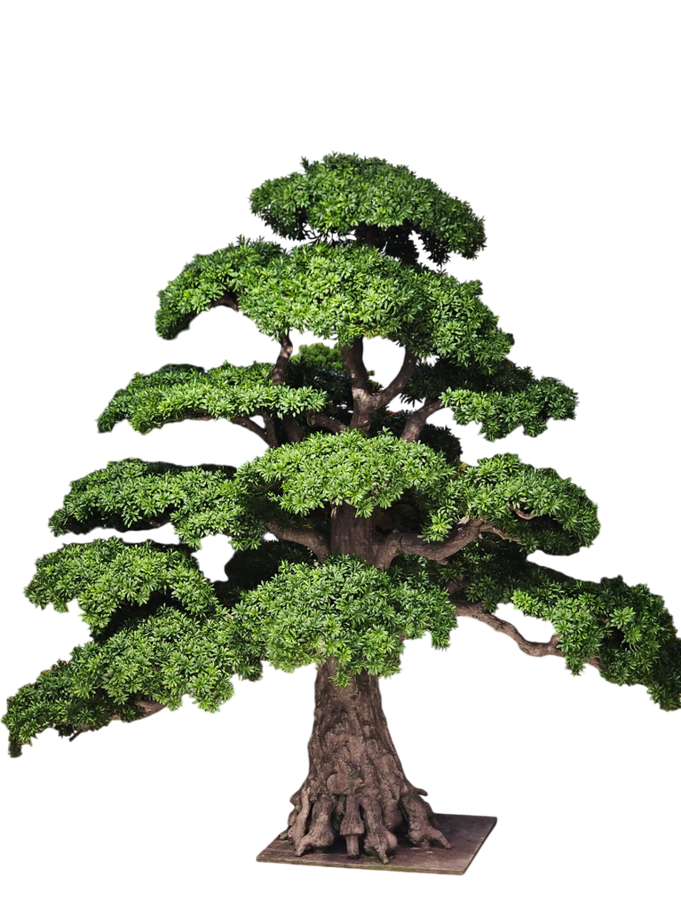 أشجار البونساي