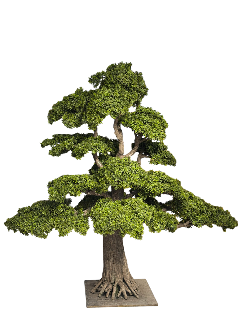 bonsai trees