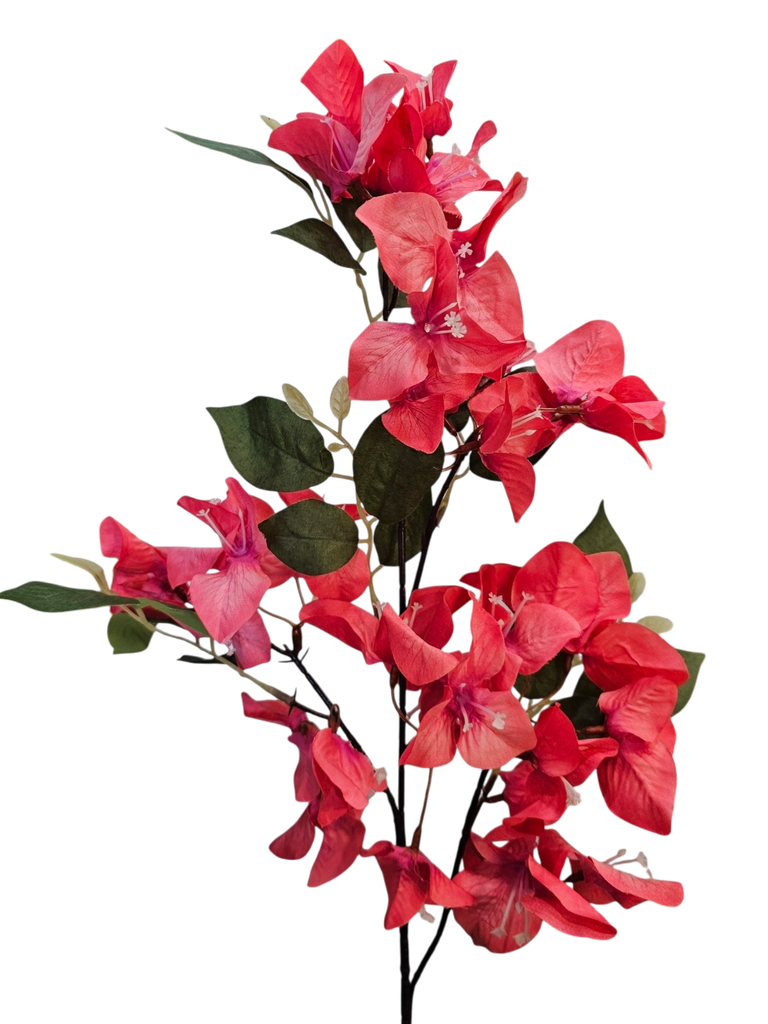 بوگەنڤیلای پەمەیی